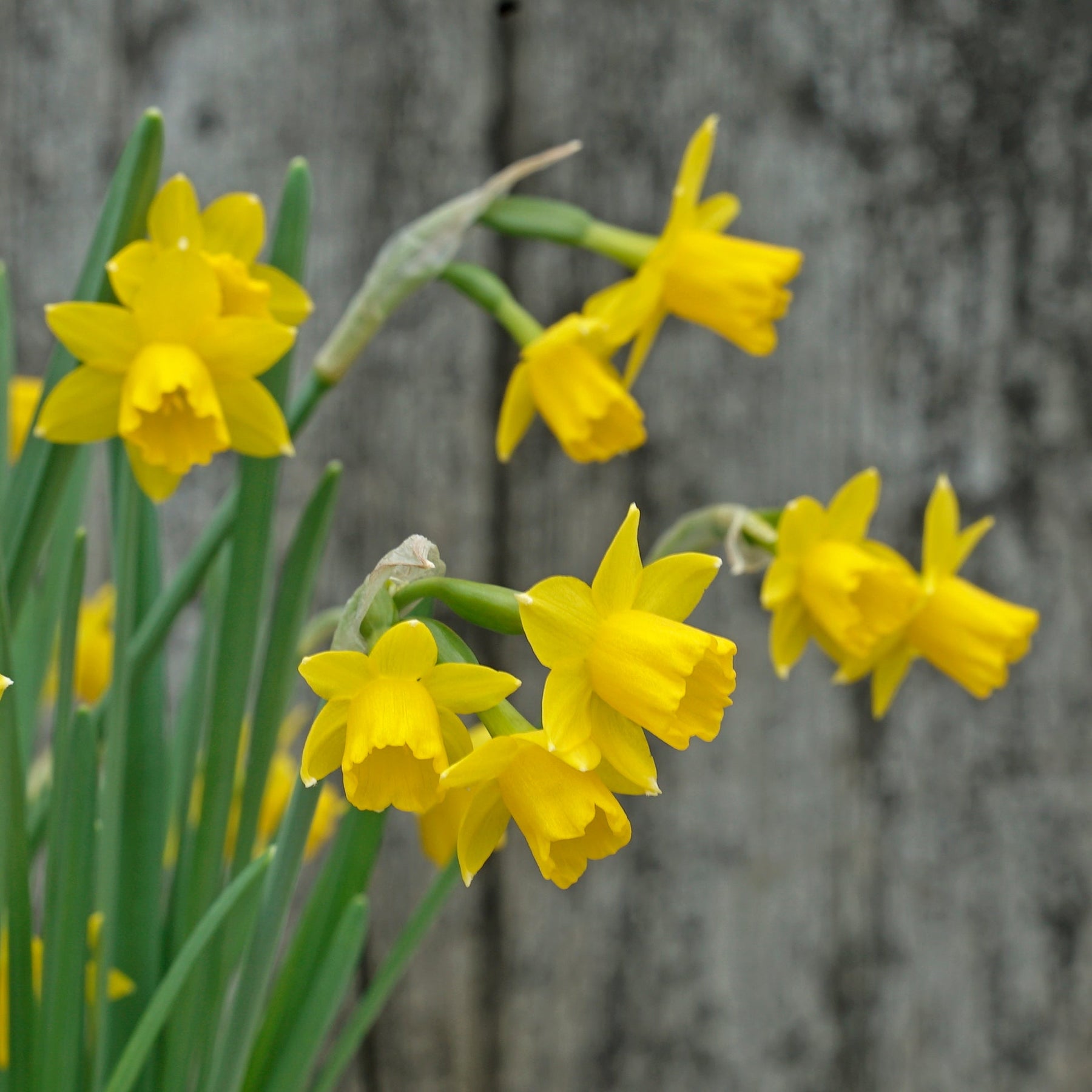 Medway Gold - Special Narcissus - Fluwel