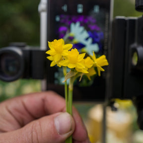 Medway Gold - Special Narcissus - Fluwel