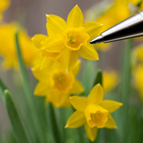 Medway Gold - Special Narcissus - Fluwel