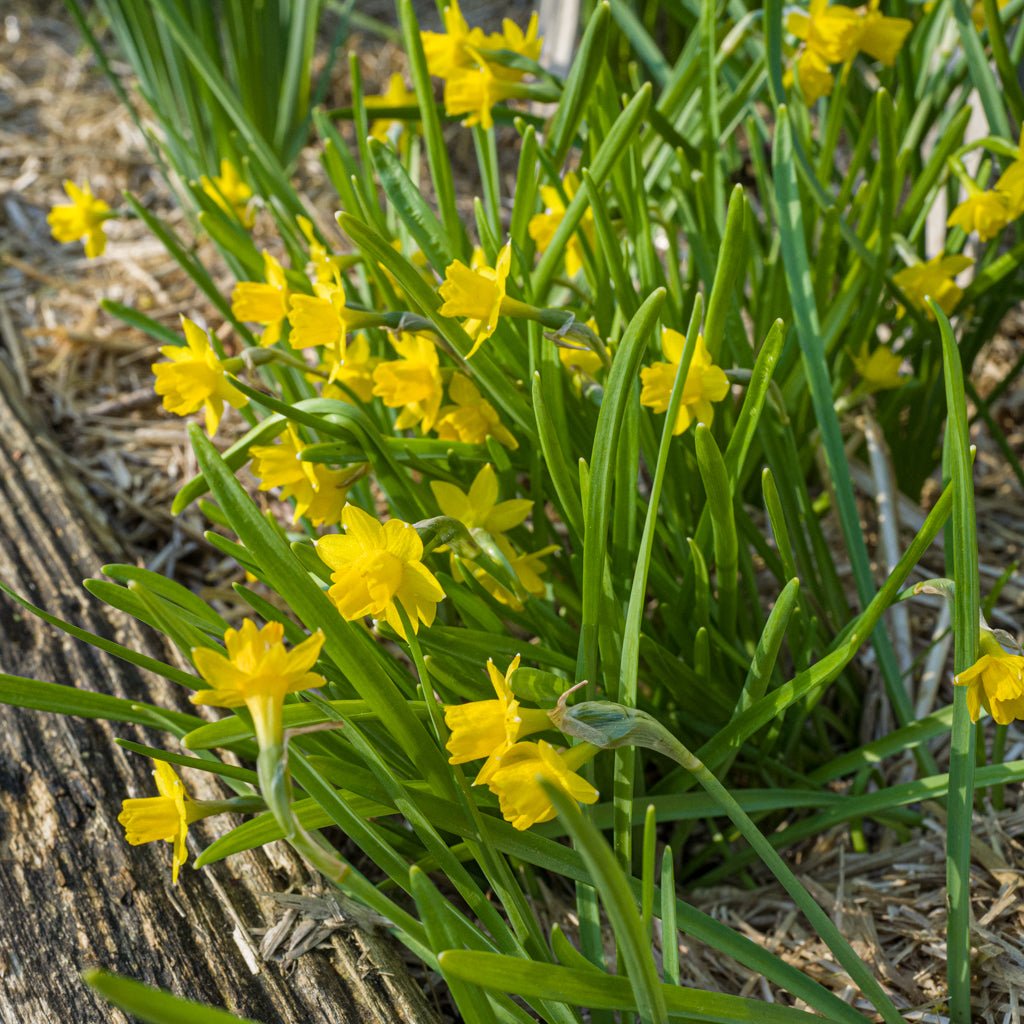 Medway Gold - Special Narcissus - Fluwel
