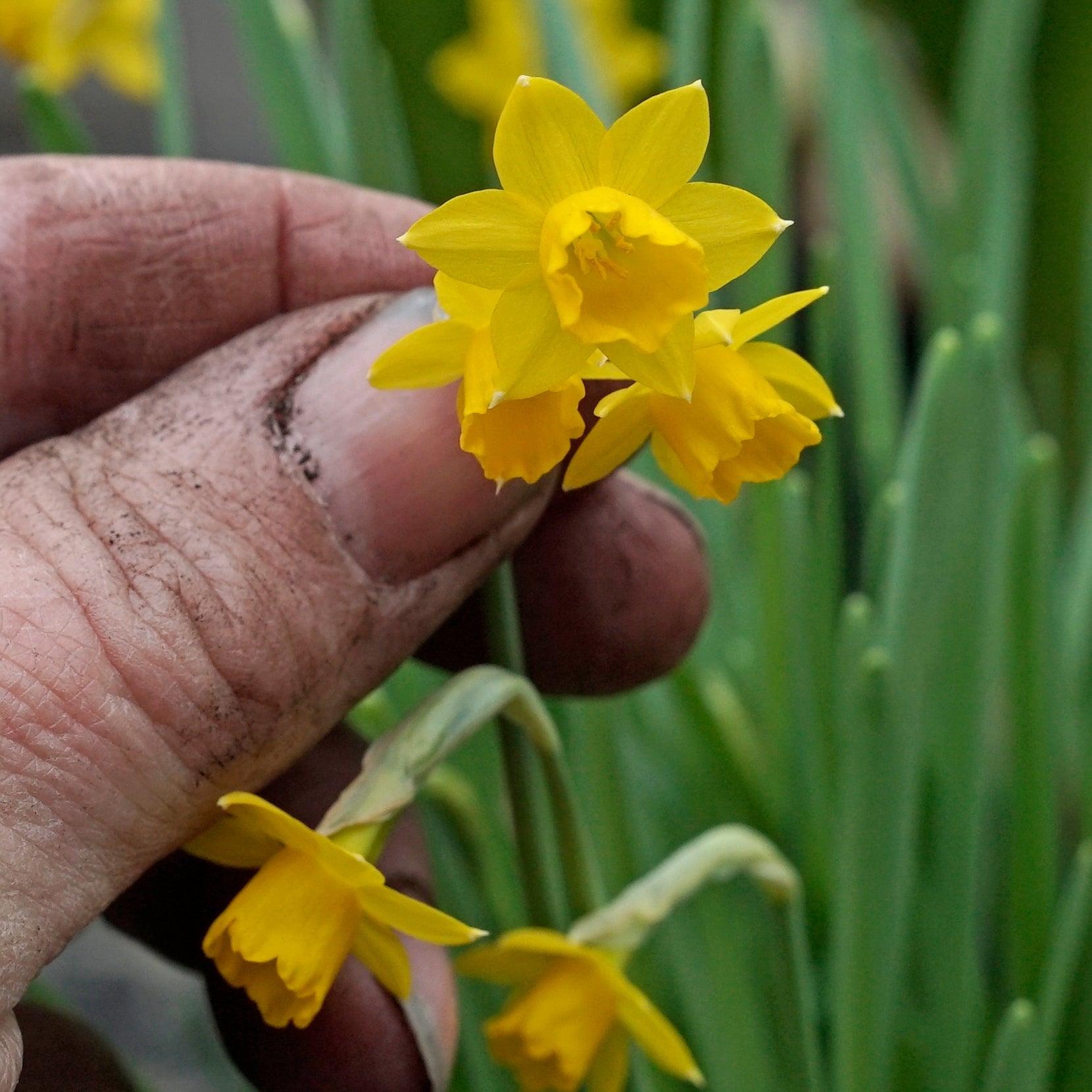 Medway Gold - Special Narcissus - Fluwel
