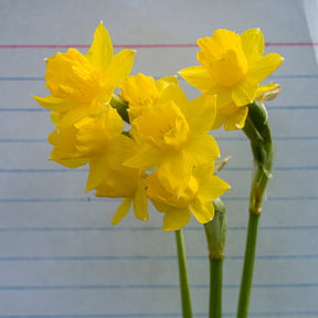 Medway Gold - Special Narcissus - Fluwel