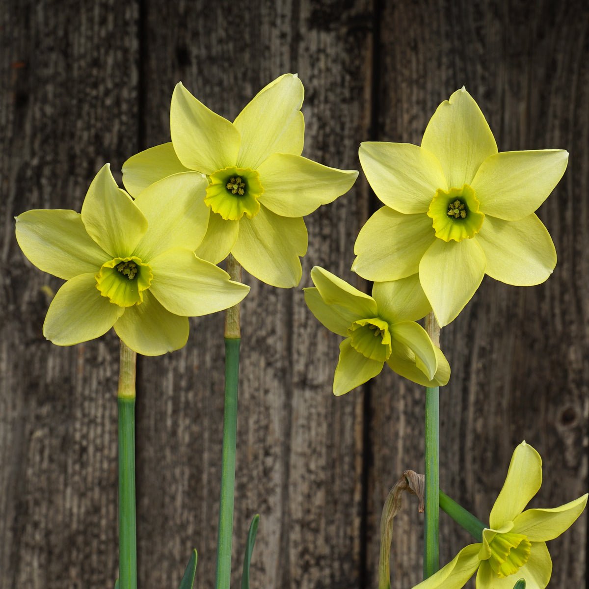 Buy Daffodil 'Mesa Verde' bulbs | Fluwel