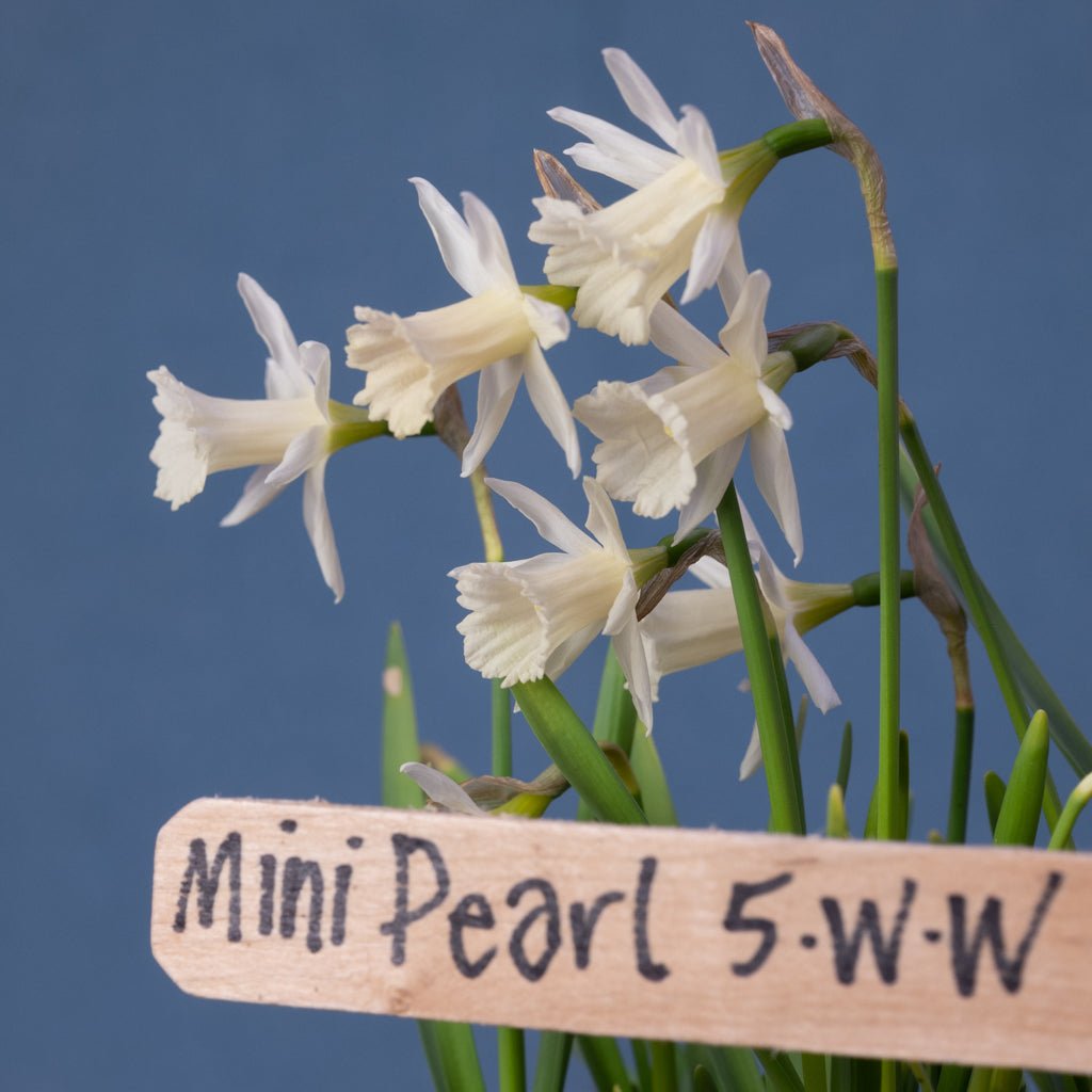 Mini Pearl - Special Narcissus - Fluwel