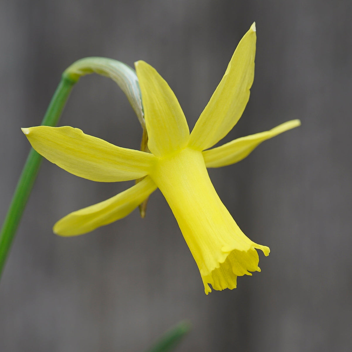 Minicycla Group - Special Narcissus - Fluwel