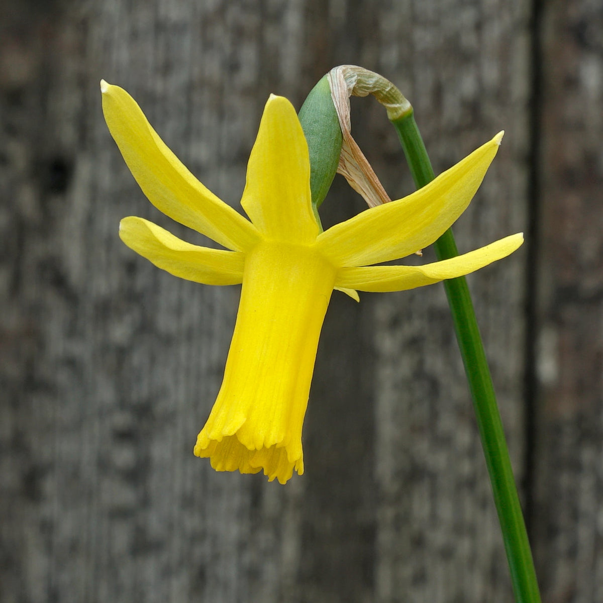 Minicycla Group - gele Cyclamineus narcis - Fluwel