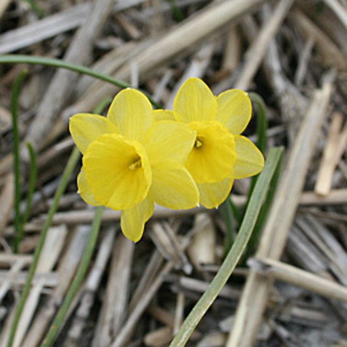 Miss Klein - Special Narcissus - Fluwel