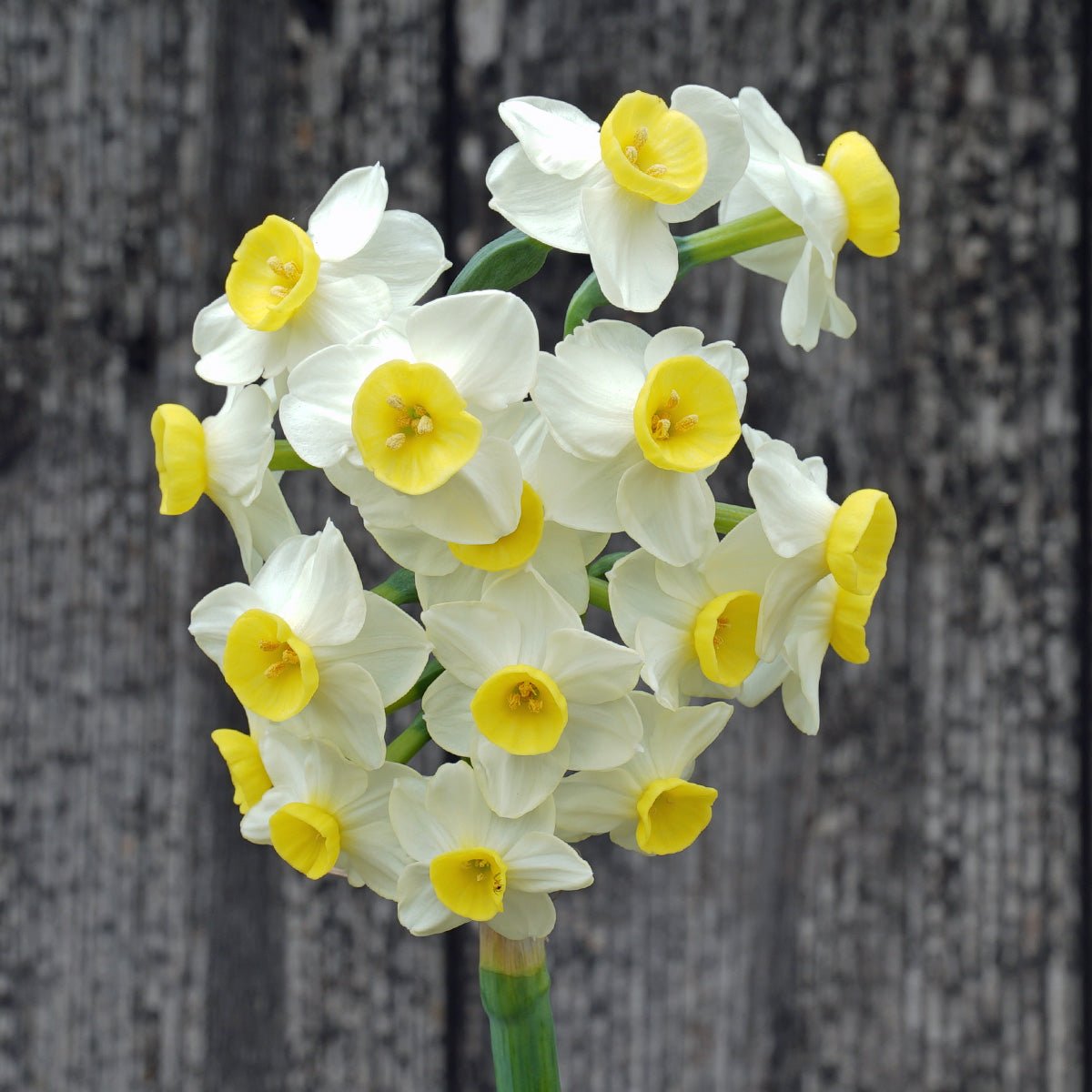 Miss Melis - Special Narcissus - Fluwel