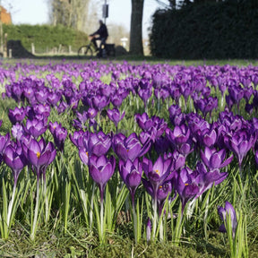 Miss Nixmix - Mixes - Fluwel