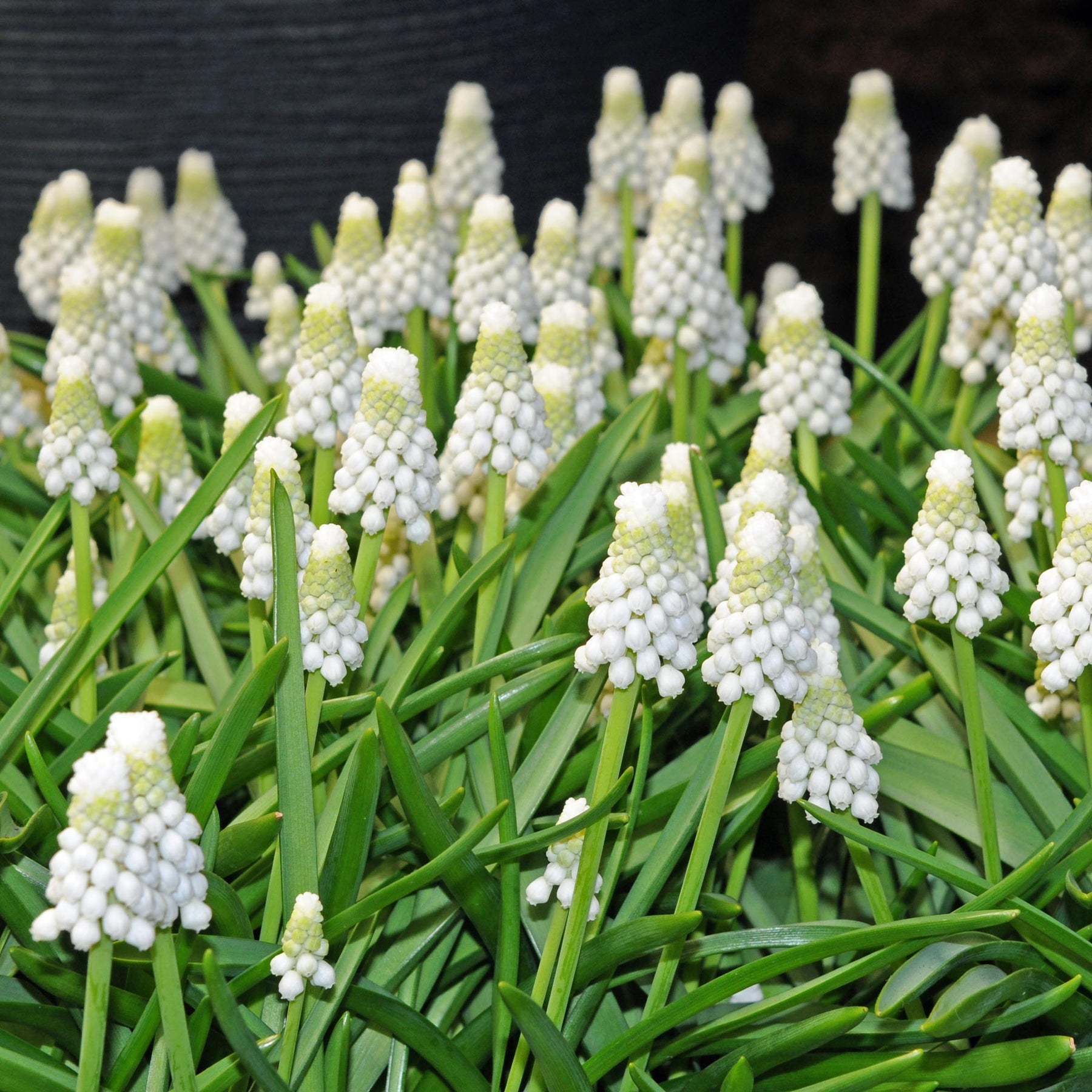 Miss Nixmix - Mixes - Fluwel