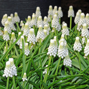 Miss Nixmix - Mixes - Fluwel