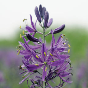 Miss Nixmix - Mixes - Fluwel