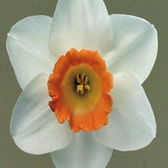 Montroig - Special Narcissus - Fluwel