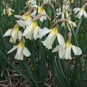 moschatus