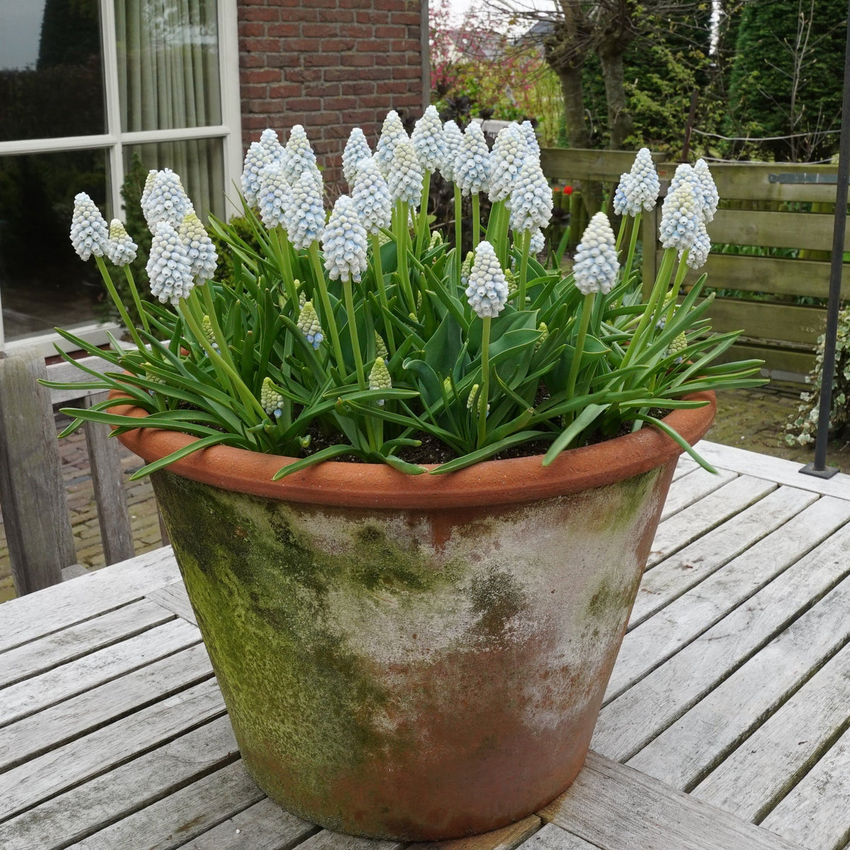 Buy Muscari 'Alaska' bulbs