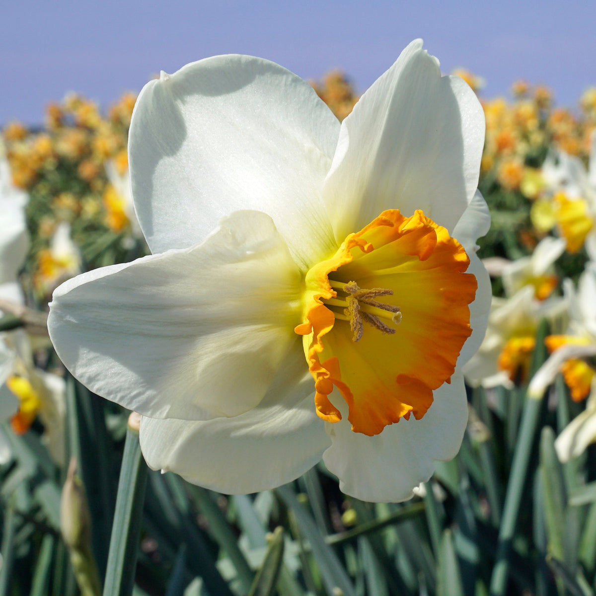 Muy Bien - wit-oranje-rode Large-cupped narcis - Fluwel