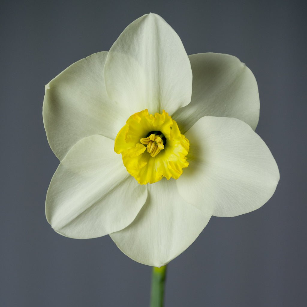 Netherwood Marsh - wit-gele Small-cupped narcis - Fluwel