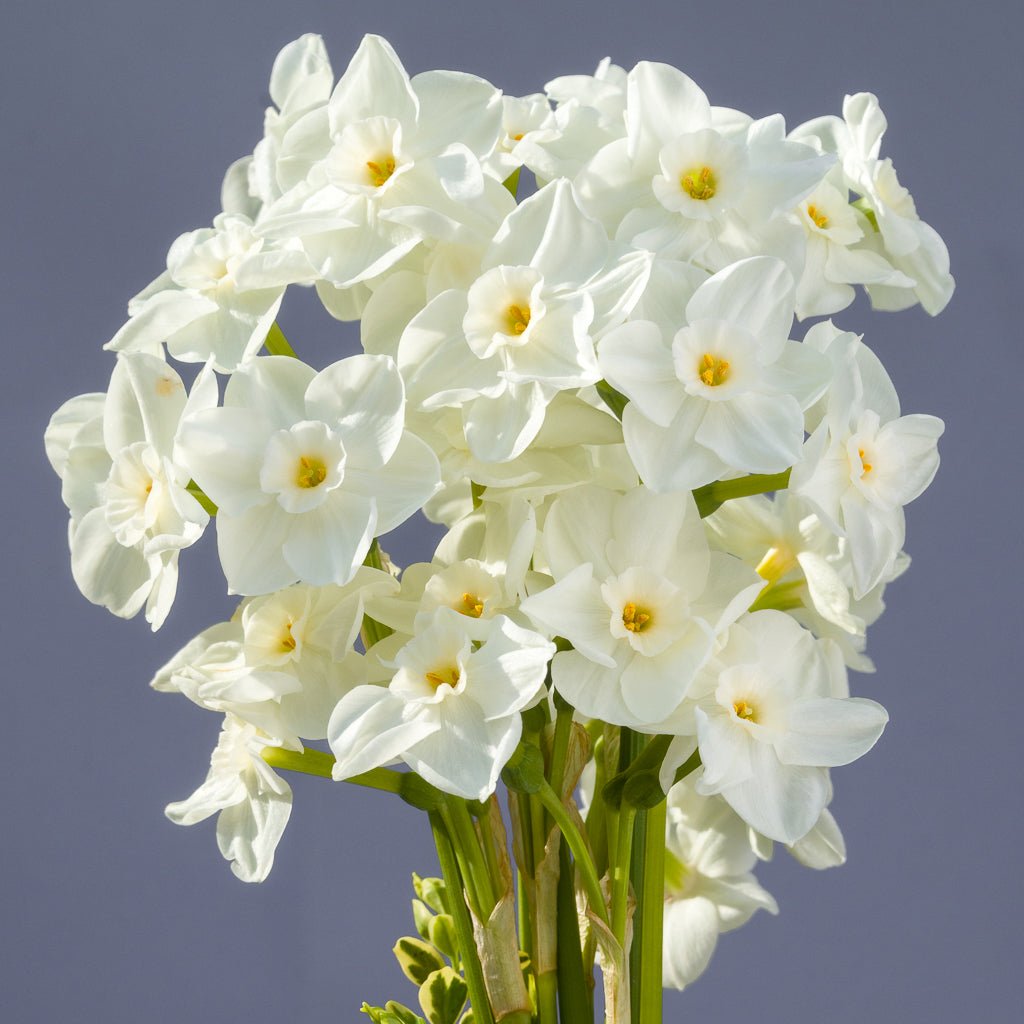 Nickelodeon - witte Tazetta narcis - Fluwel