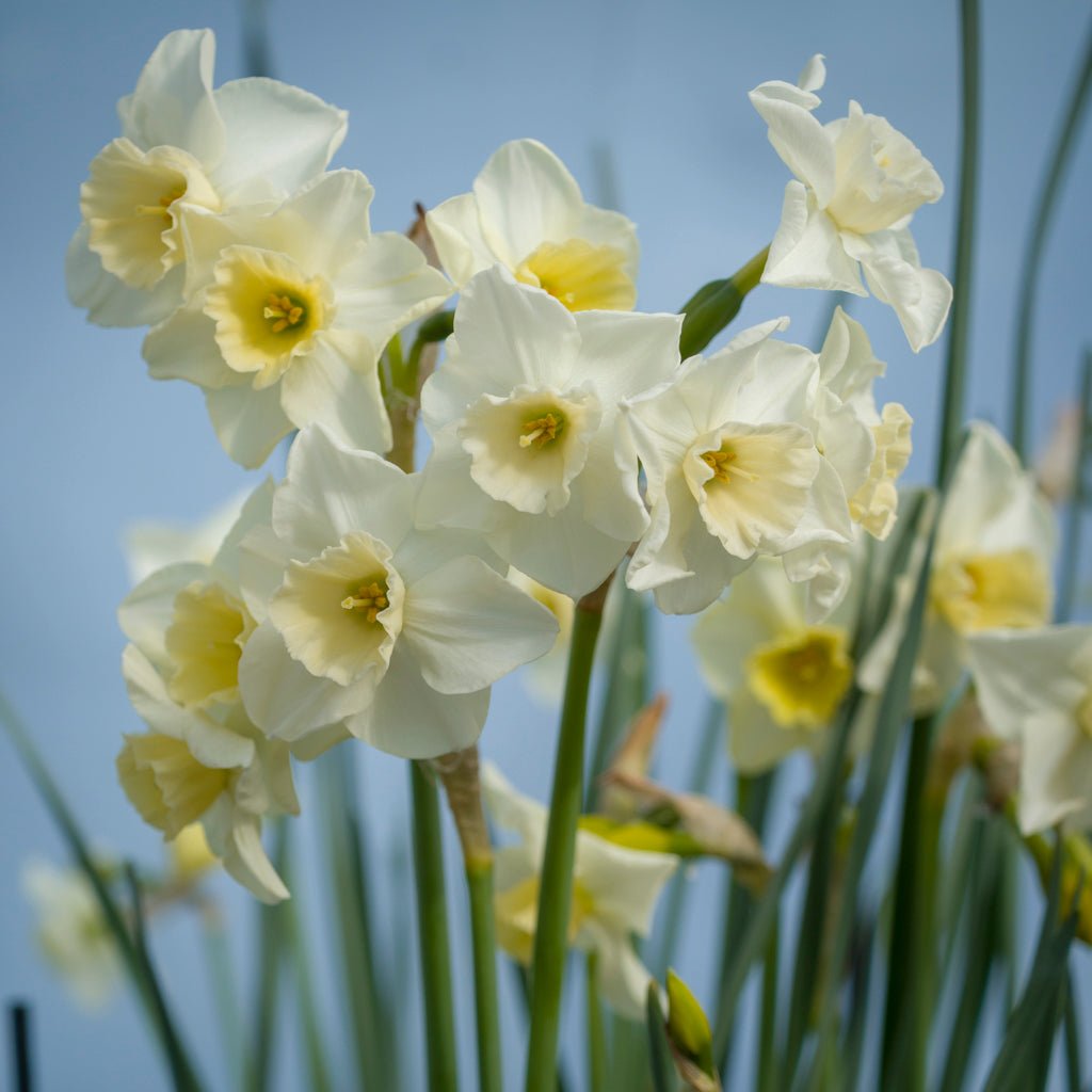 Nico - wit-gele Jonquilla narcis - Fluwel