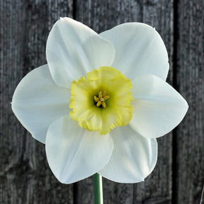Night Circus - Special Narcissus - Fluwel