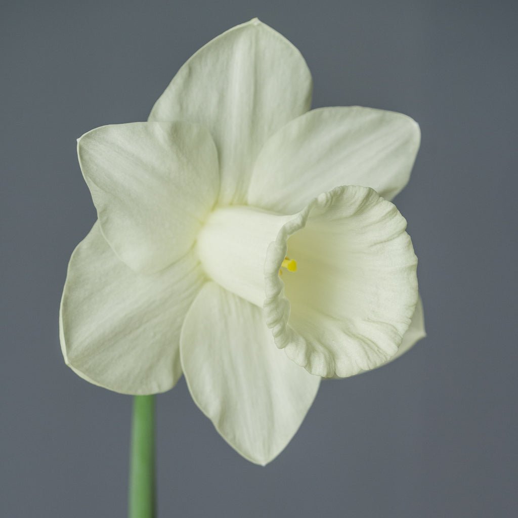 Nightflight - Special Narcissus - Fluwel