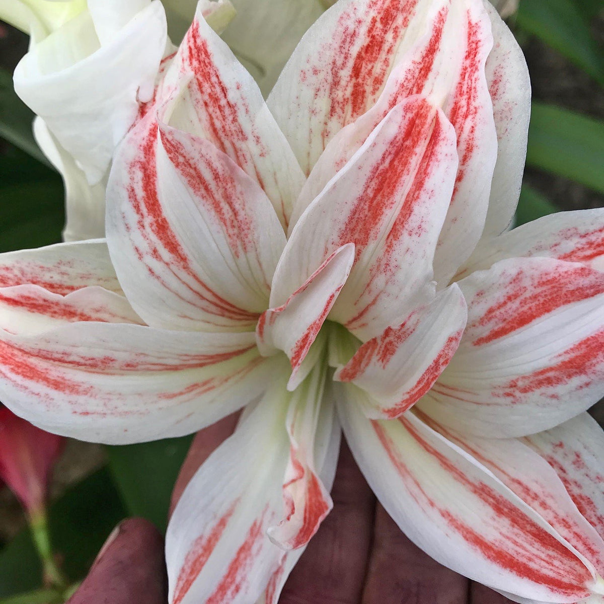 Nr. 92299 - A - Special Amaryllis - Fluwel