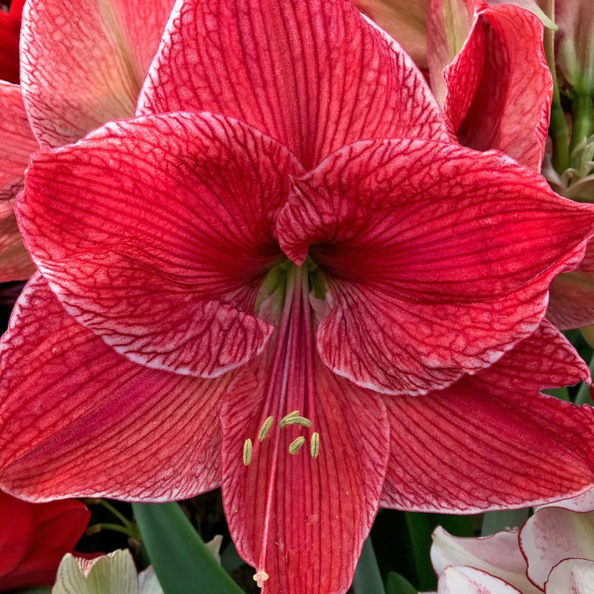 Nr. 94303 - L - Special Amaryllis - Fluwel