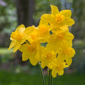 Orange Queen - Narcissus - Fluwel