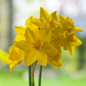 Orange Queen - Narcissus - Fluwel