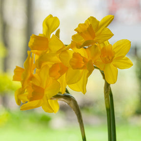 Orange Queen - Narcissus - Fluwel