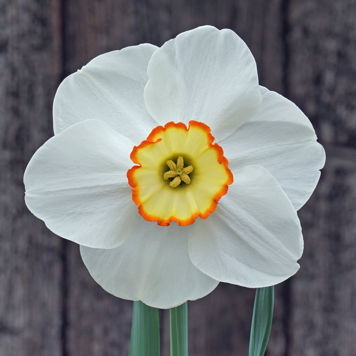 Orange Trim - wit-oranje Small-cupped narcis - Fluwel