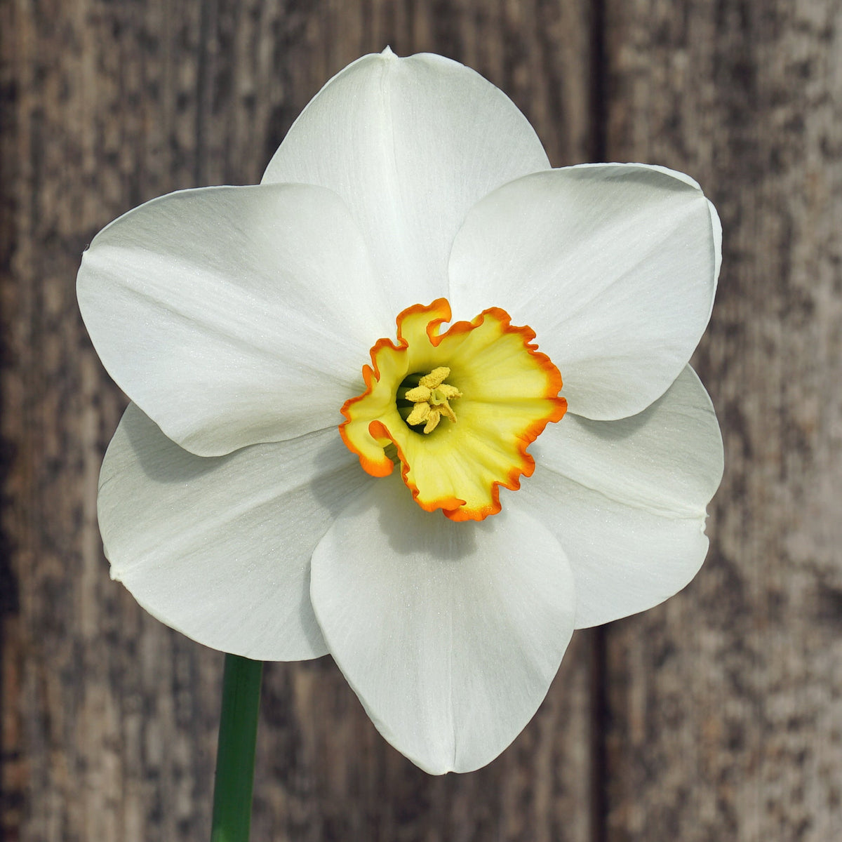 Orange Trim - Special Narcissus - Fluwel