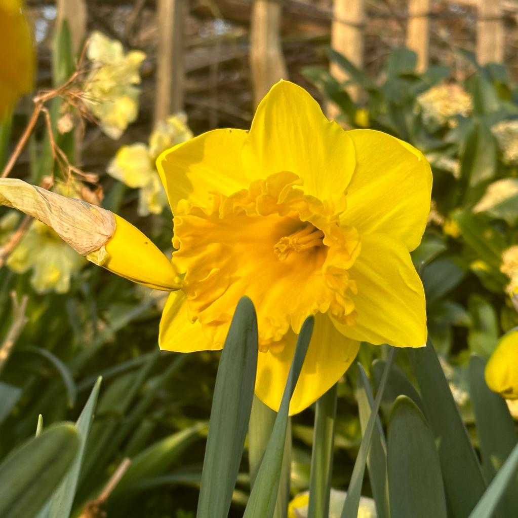 Over the Top - gele Trumpet narcis - Fluwel