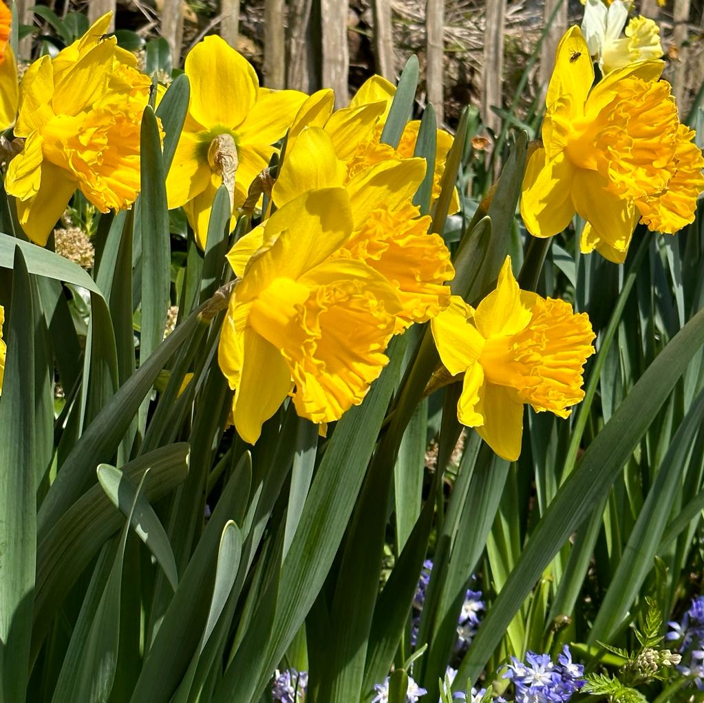 Over the Top - gele Trumpet narcis - Fluwel
