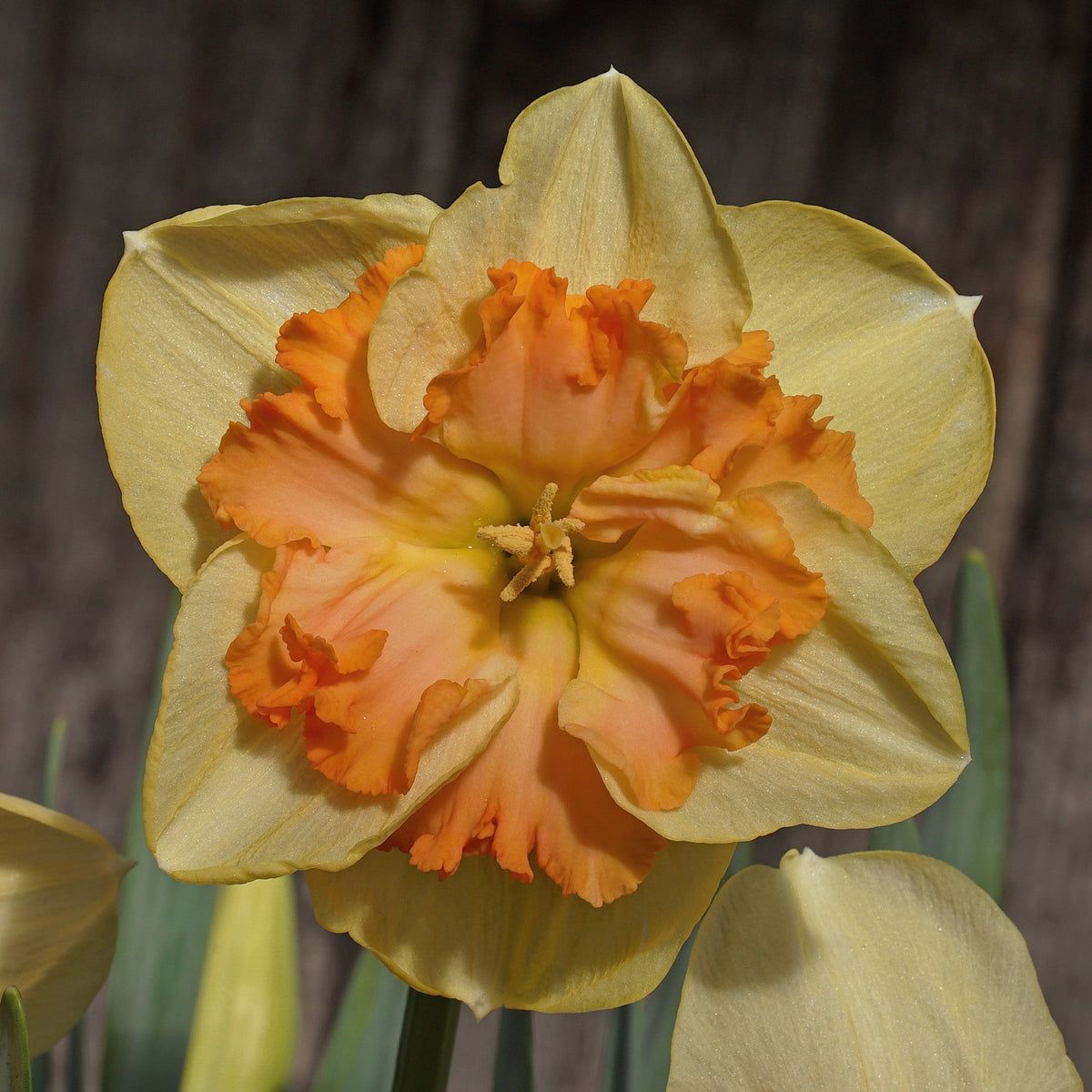 Papaya King - Special Narcissus - Fluwel