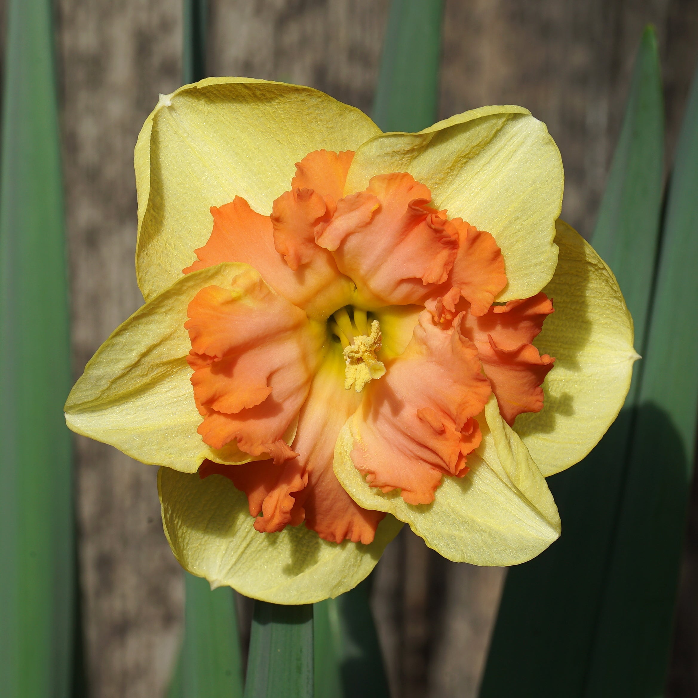 Papaya King - Special Narcissus - Fluwel