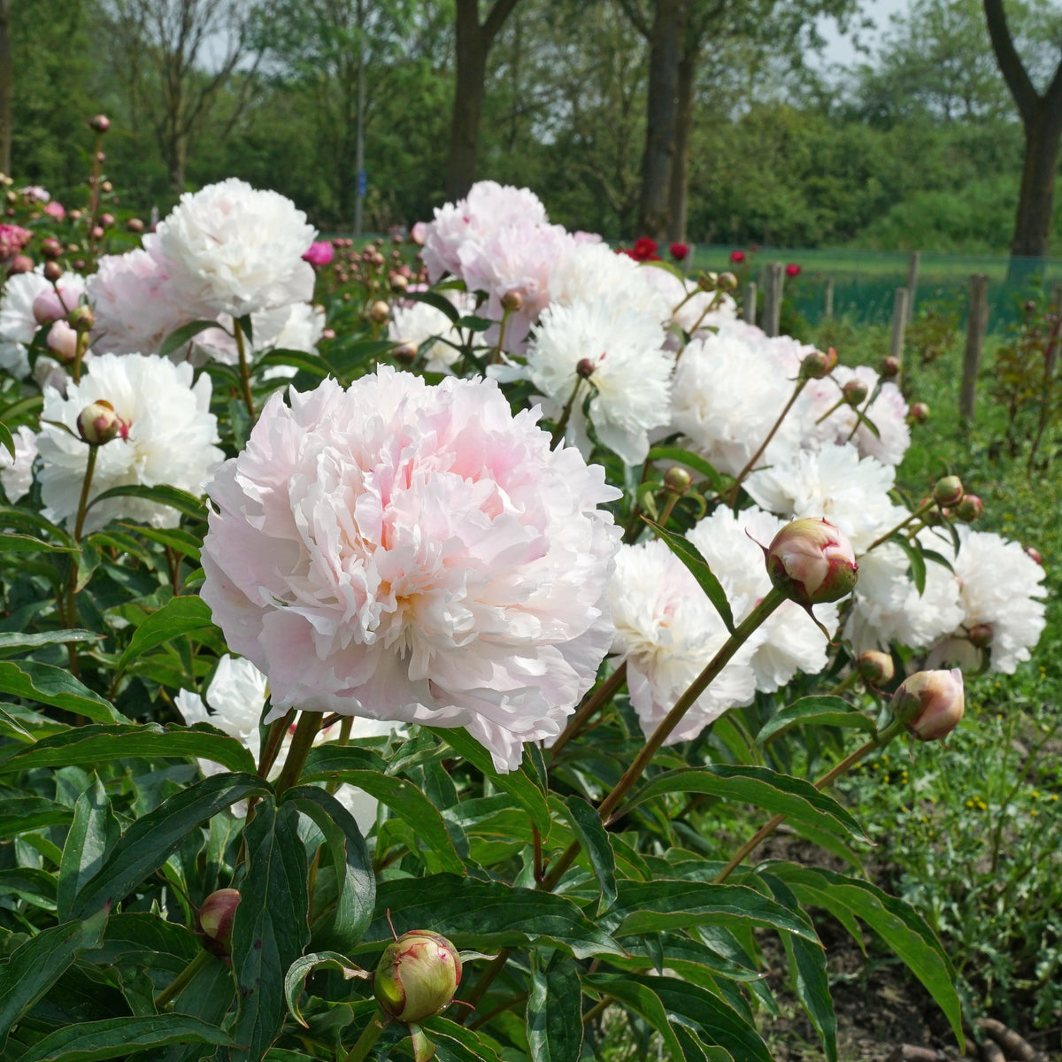 Peony Alertie - Peonies - Fluwel