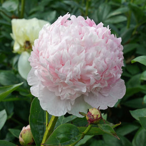 Peony Angel Cheeks - Peonies - Fluwel