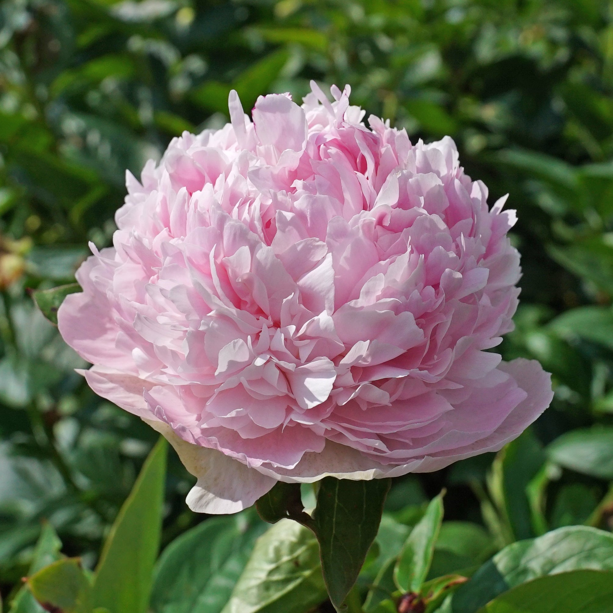 Peony Angel Cheeks - Peonies - Fluwel