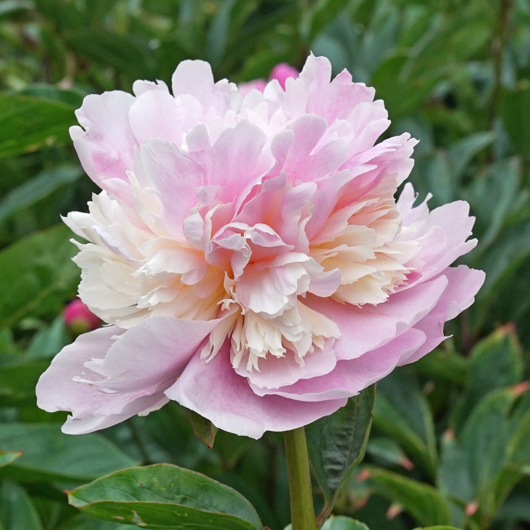 Peony Angel Cheeks - Peonies - Fluwel