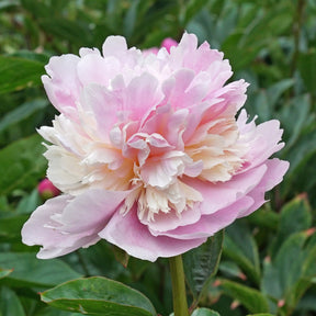 Peony Angel Cheeks - Peonies - Fluwel