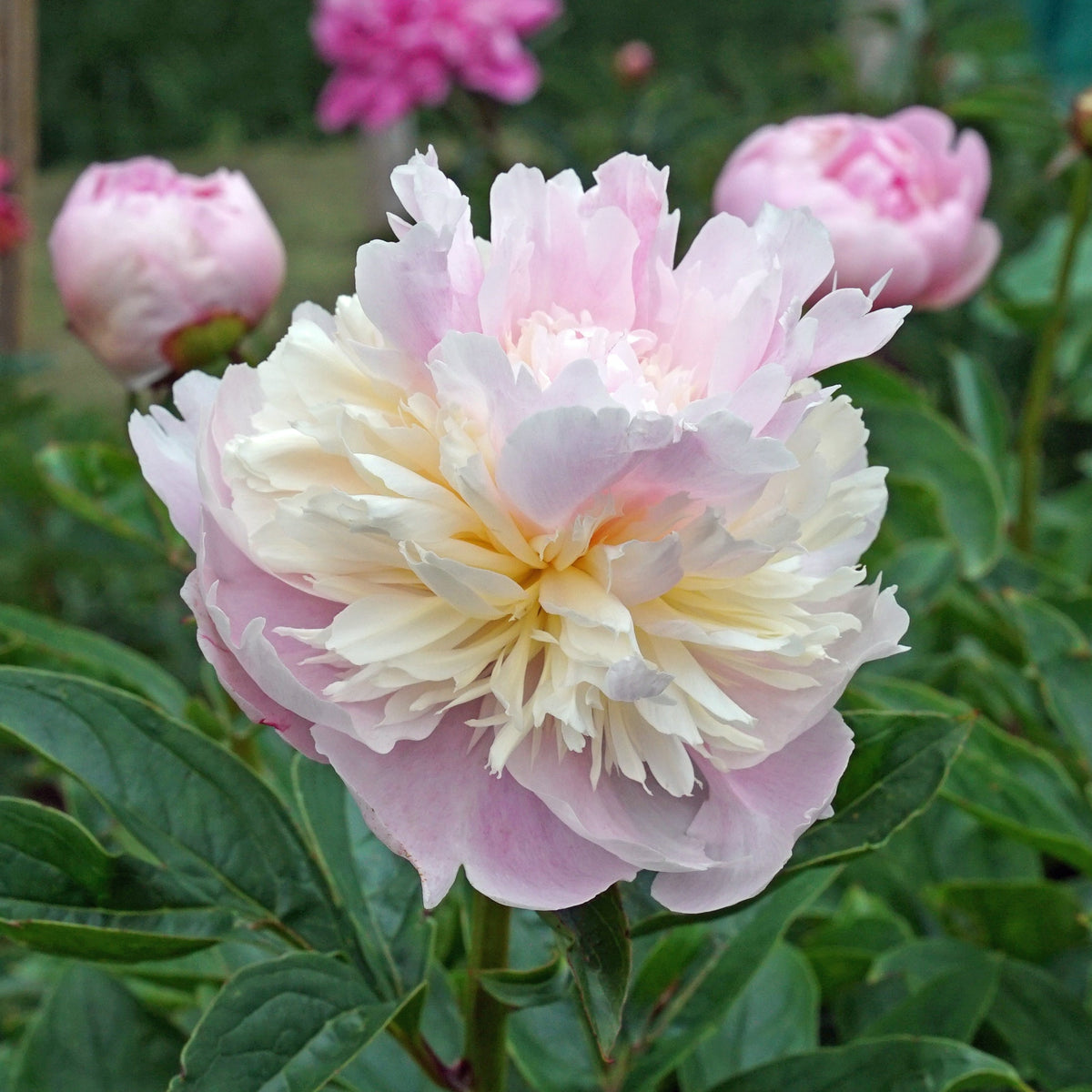 Peony Angel Cheeks - roze pioenroos - Fluwel