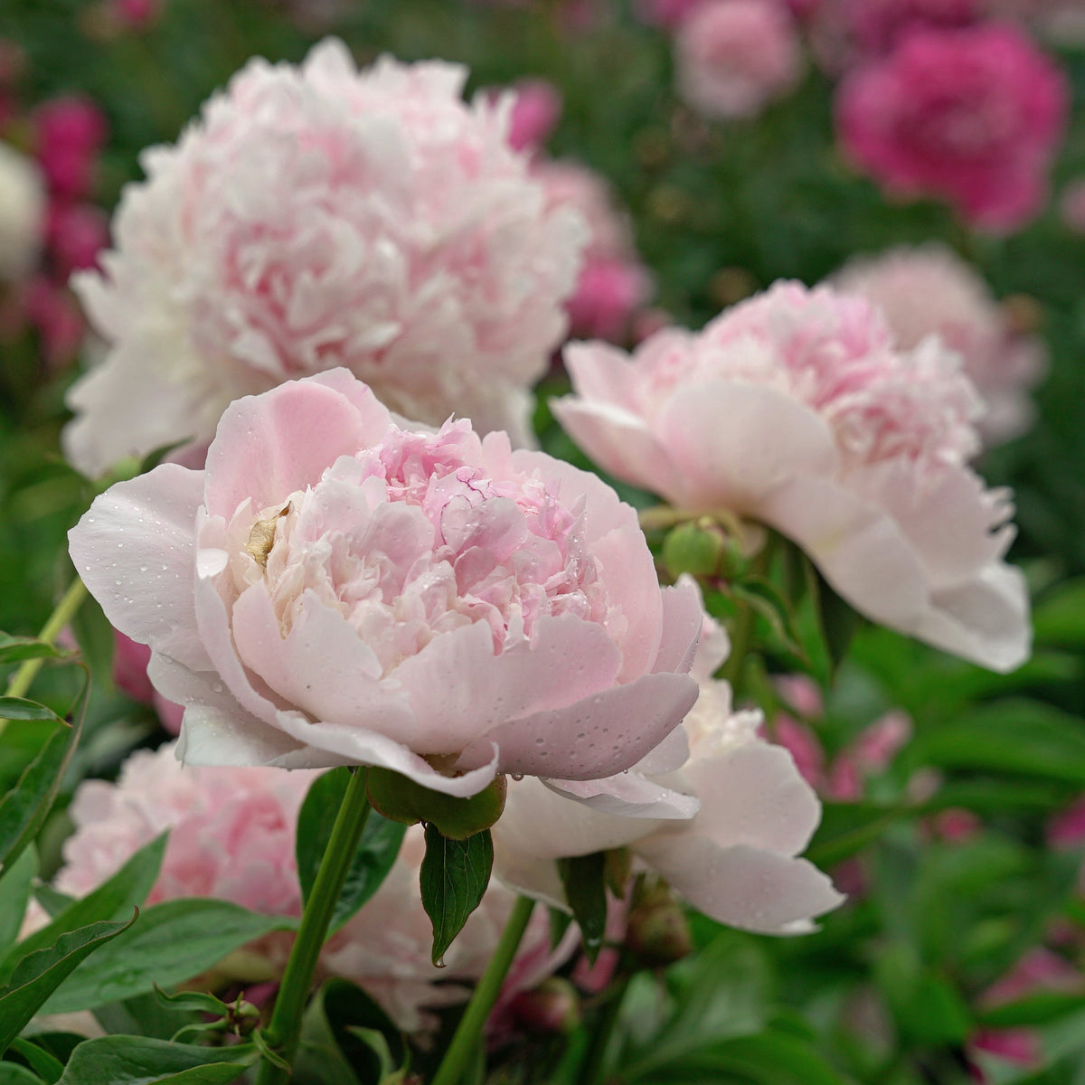 Peony Angel Cheeks - roze pioenroos - Fluwel