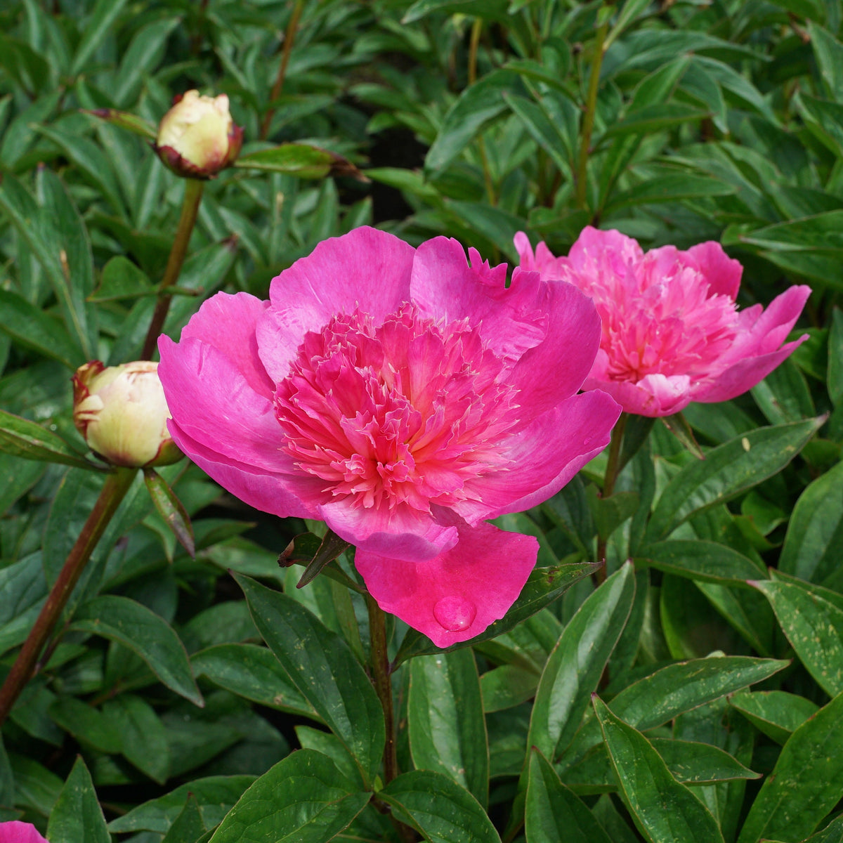 Peony Bouquet Perfect - roze pioenroos - Fluwel