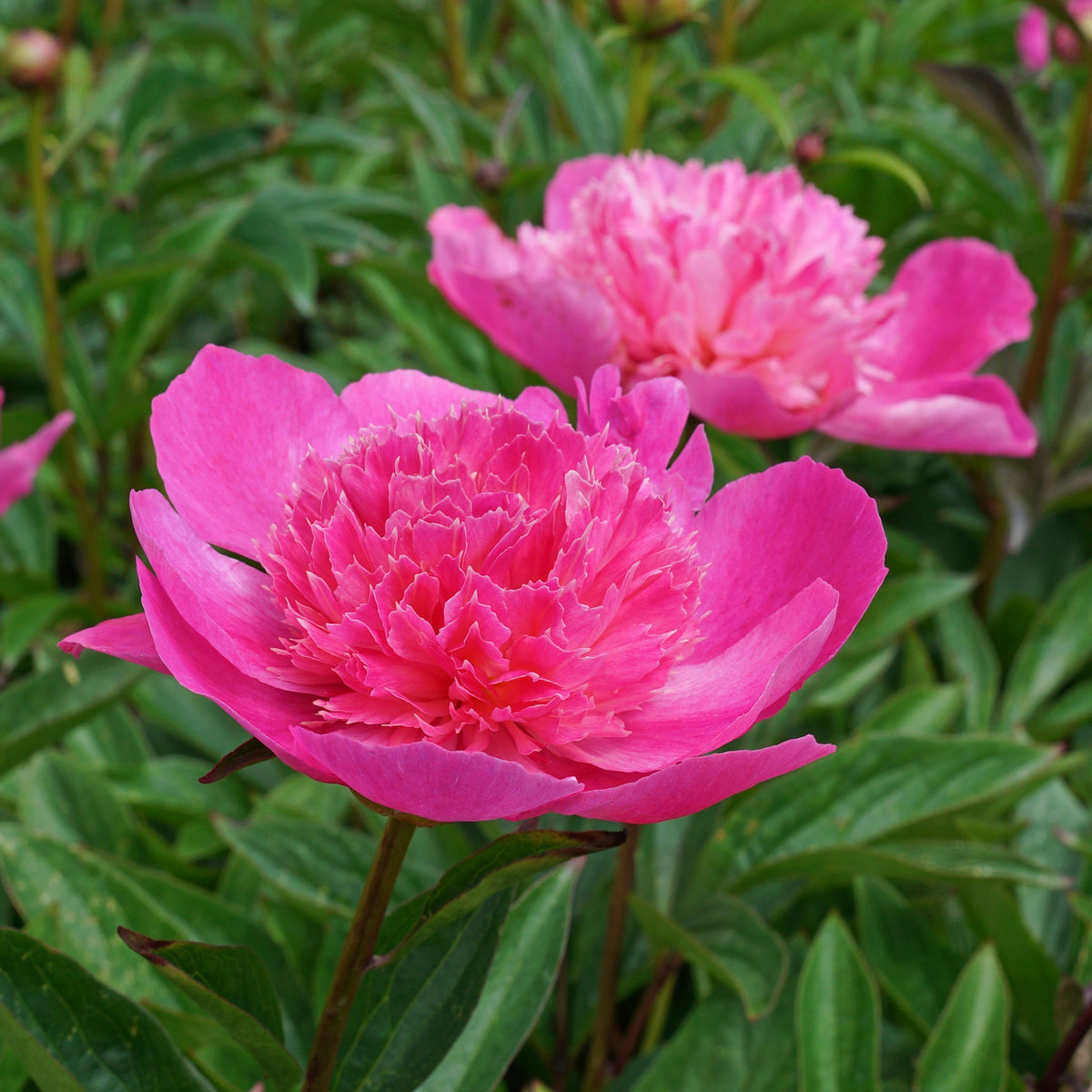 Peony Bouquet Perfect - roze pioenroos - Fluwel