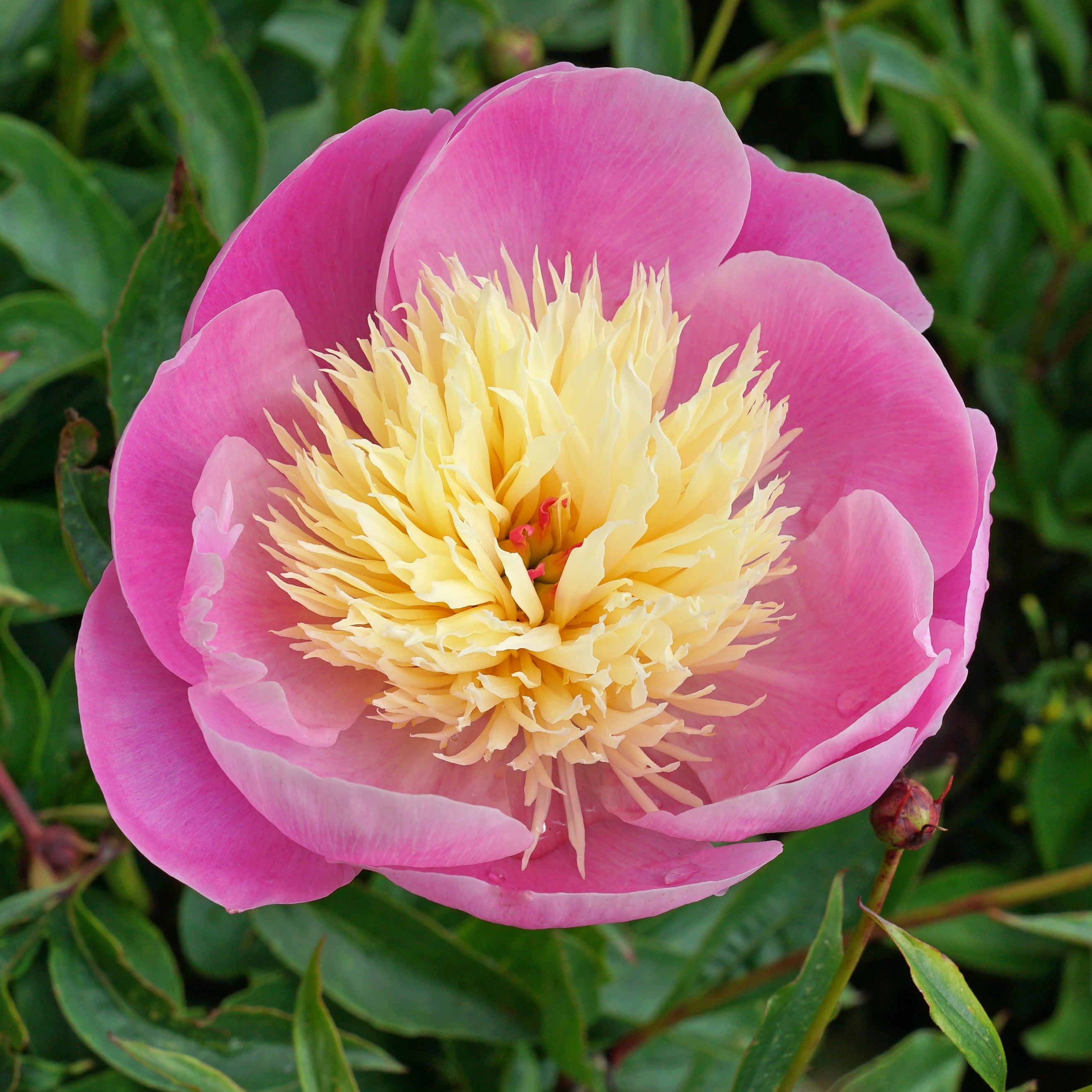 Peony Bowl of Beauty - meerkleurige pioenroos - Fluwel