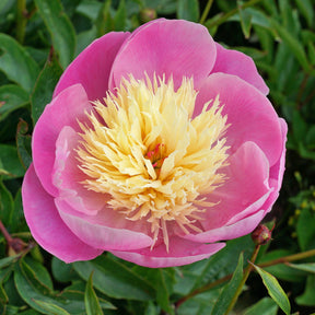 Peony Bowl of Beauty - Peonies - Fluwel