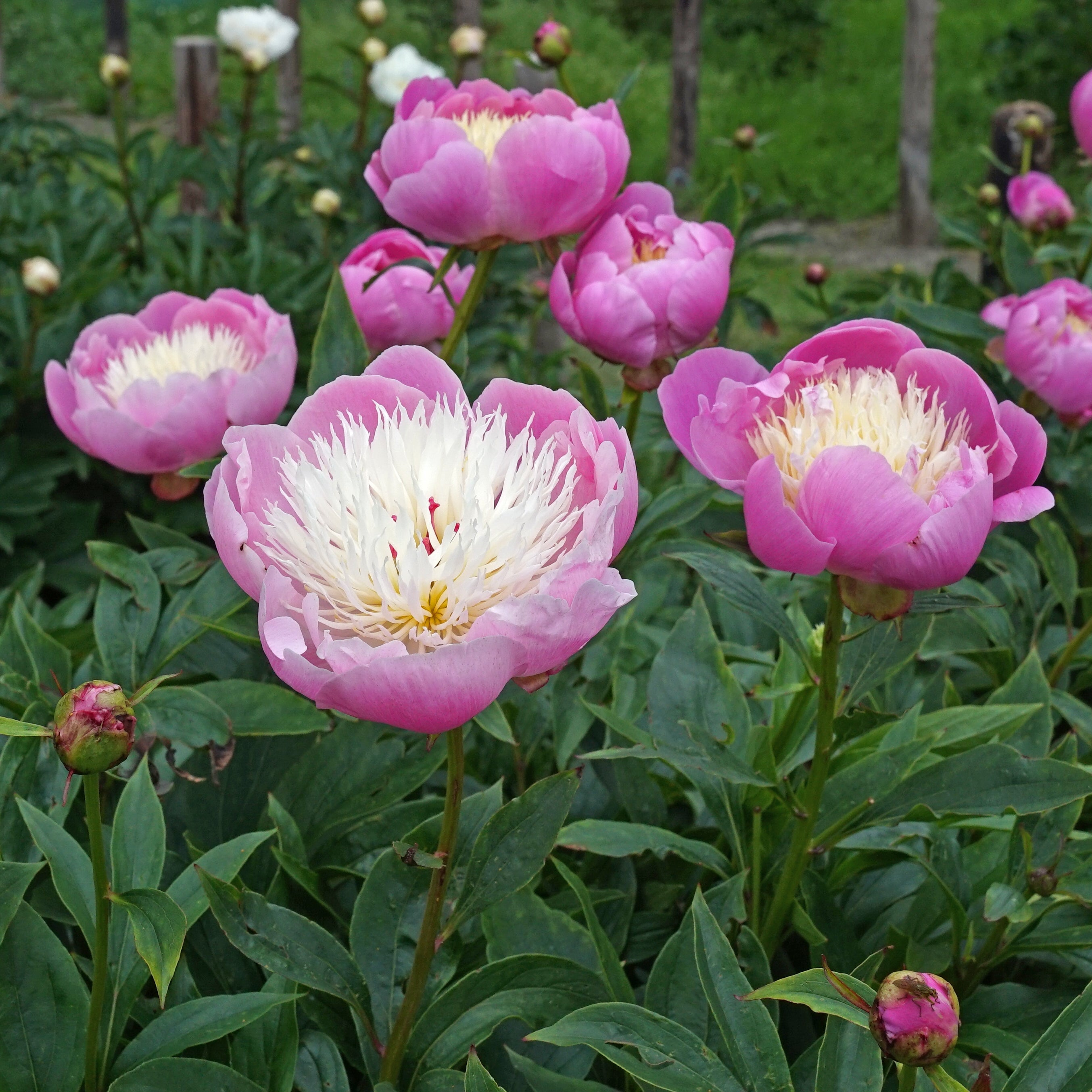Peony Bowl of Beauty - meerkleurige pioenroos - Fluwel