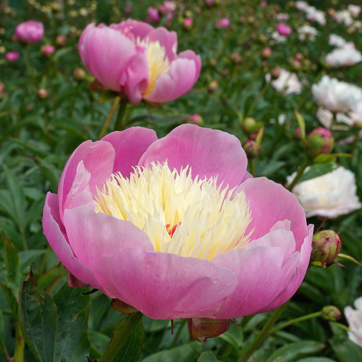 bowl of beauty peony plant Peony Bowl of Beauty | per 1 piece