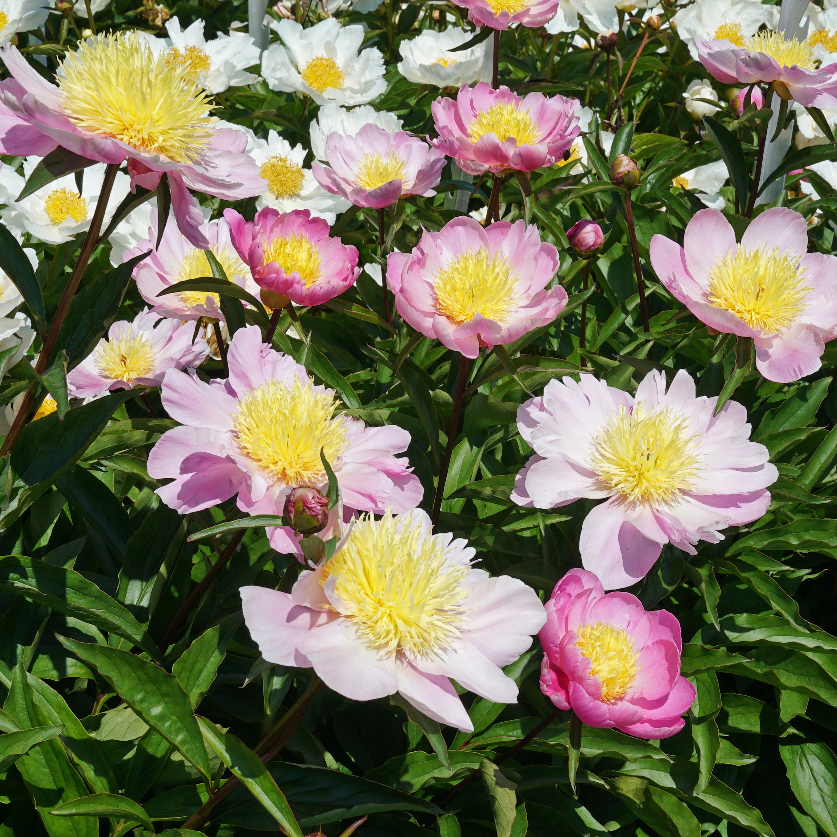 Peony Bowl of Beauty - meerkleurige pioenroos - Fluwel